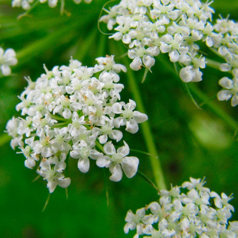 Anise (Pimpinella anisum) соцветие