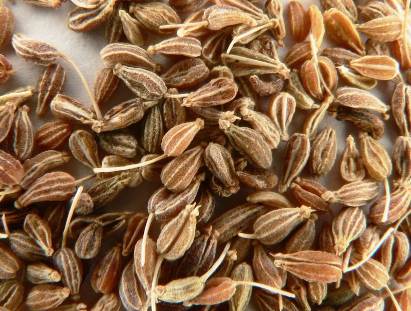 Pimpinella anisum семена