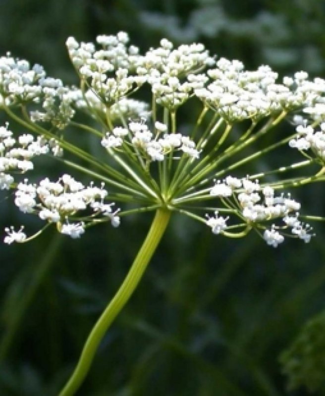 Star Anise приправа