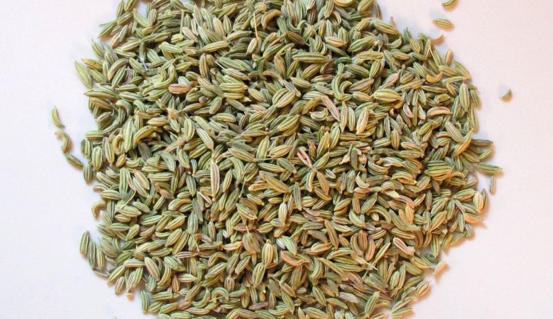 Купырь анисовый