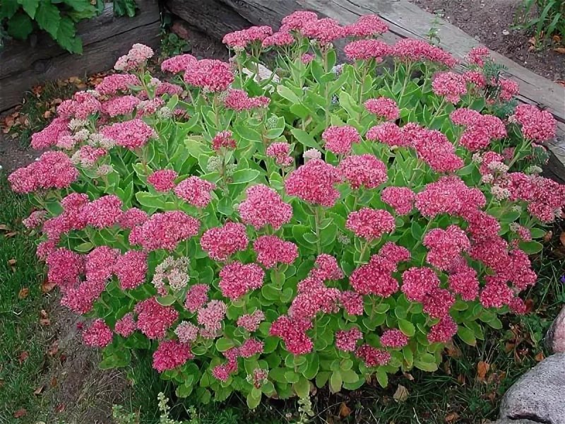 Очиток Видный (Sedum spectabile `Brilliant`)