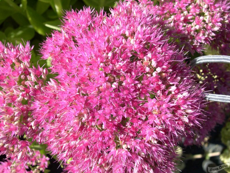 Очиток Видный (Sedum spectabile `Brilliant`)