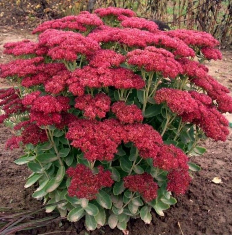 Очиток Видный (Sedum spectabile)