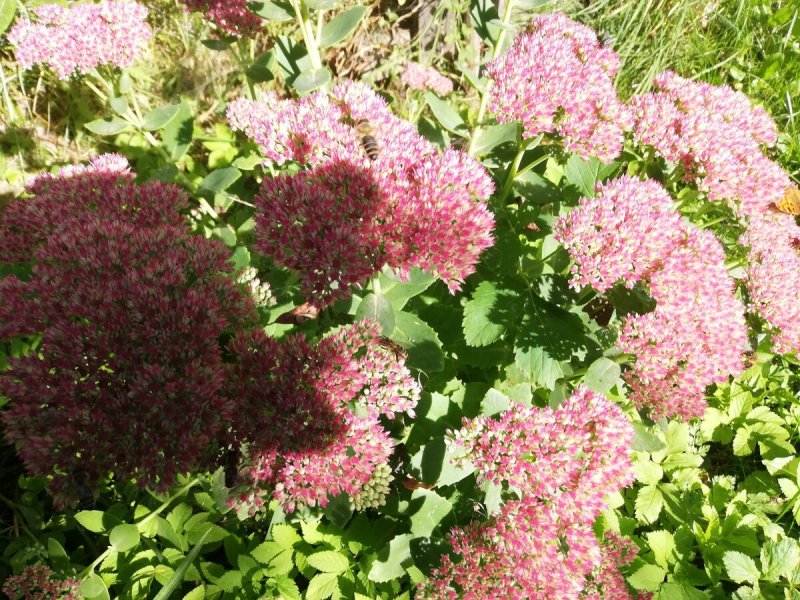 Очиток Видный (Sedum spectabile `Carmen`)