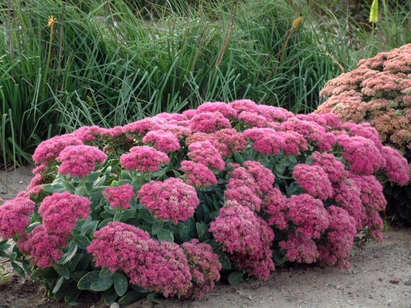 Очиток Sedum spectabile