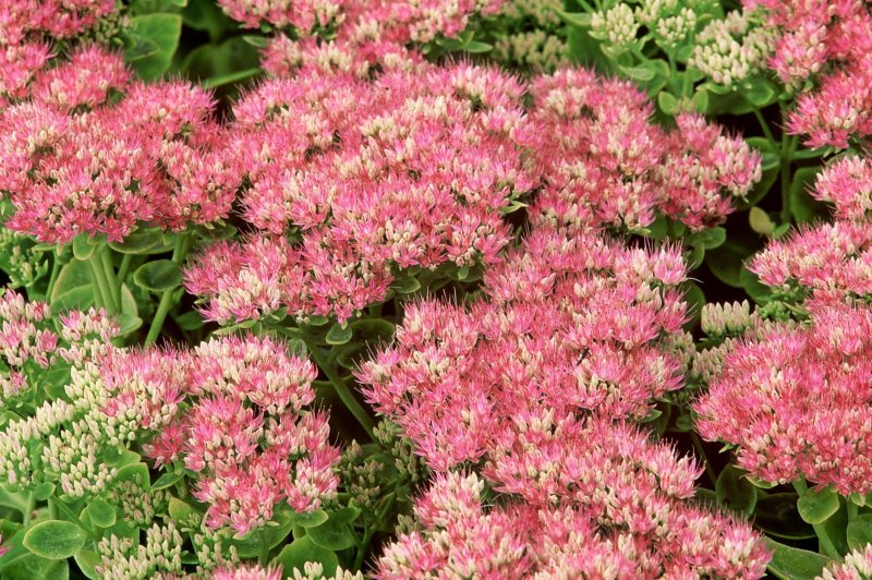 Седум Видный (Sedum spectabile)