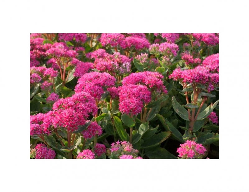 Очиток Видный (Sedum spectabile `Carmen`)