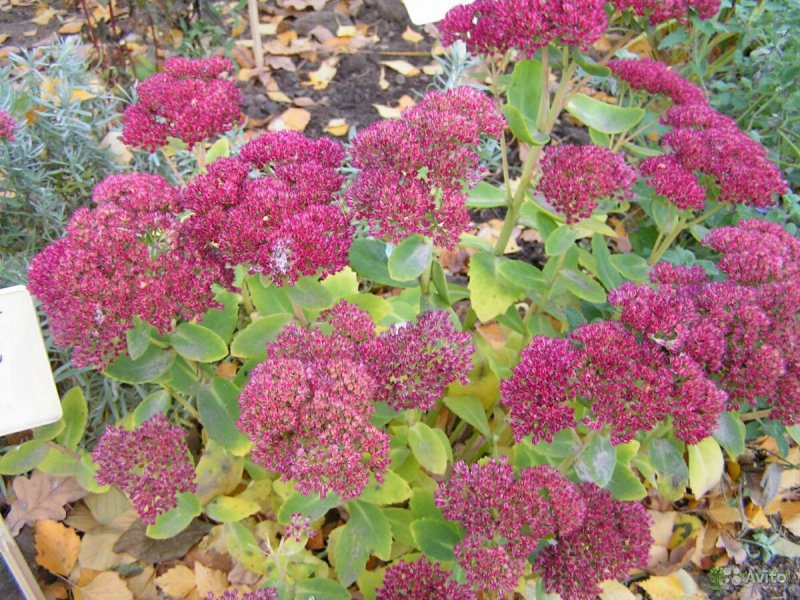 Очиток 'Blue Lagune' Видный /Sedum spectabile "Blue Lagune"/