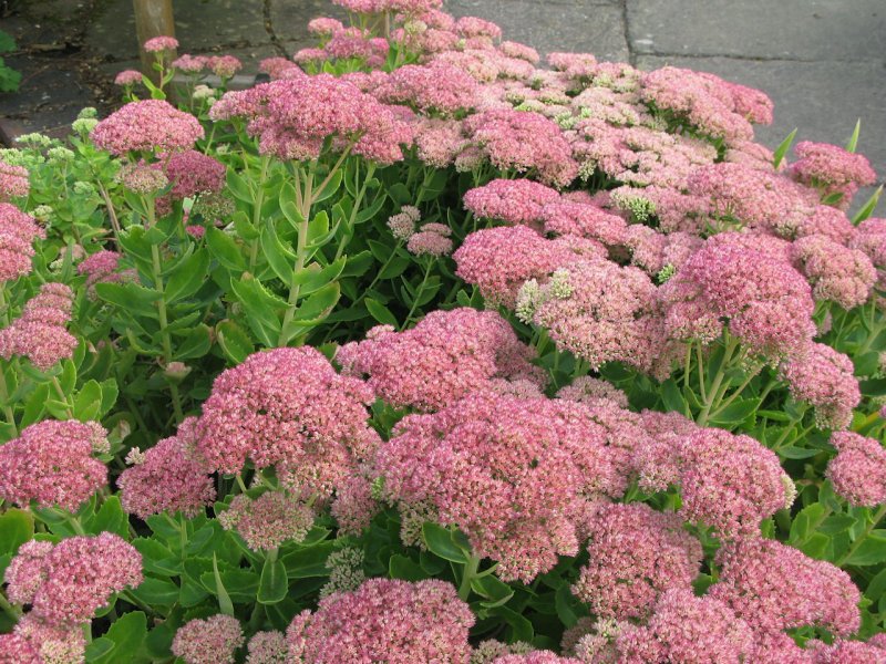 Седум Sedum spectabile Brilliant