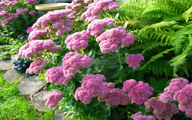 Очиток Видный (Sedum spectabile `Carmen`)