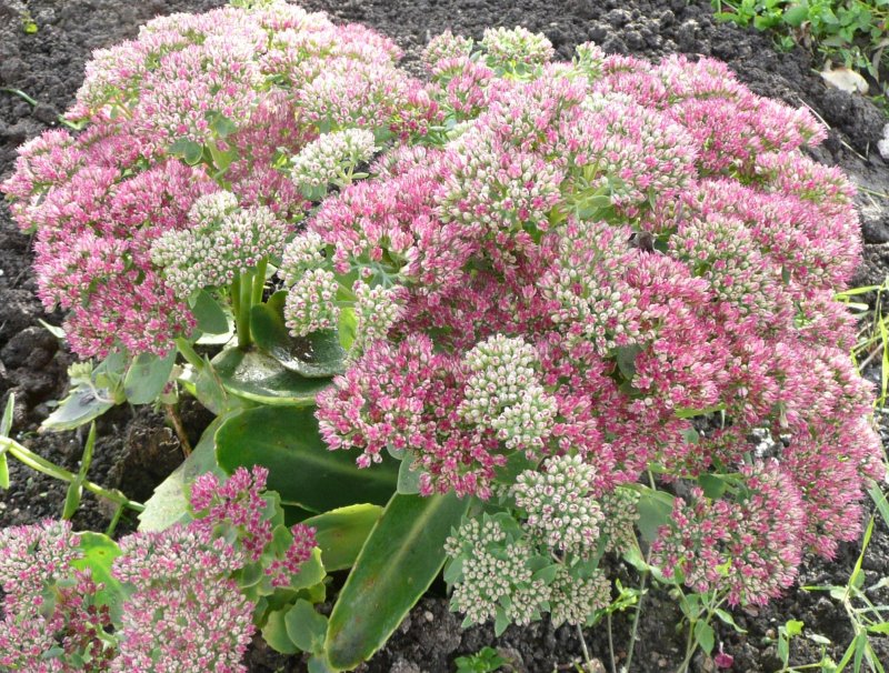 Очиток Видный (Sedum spectabile `Brilliant`)