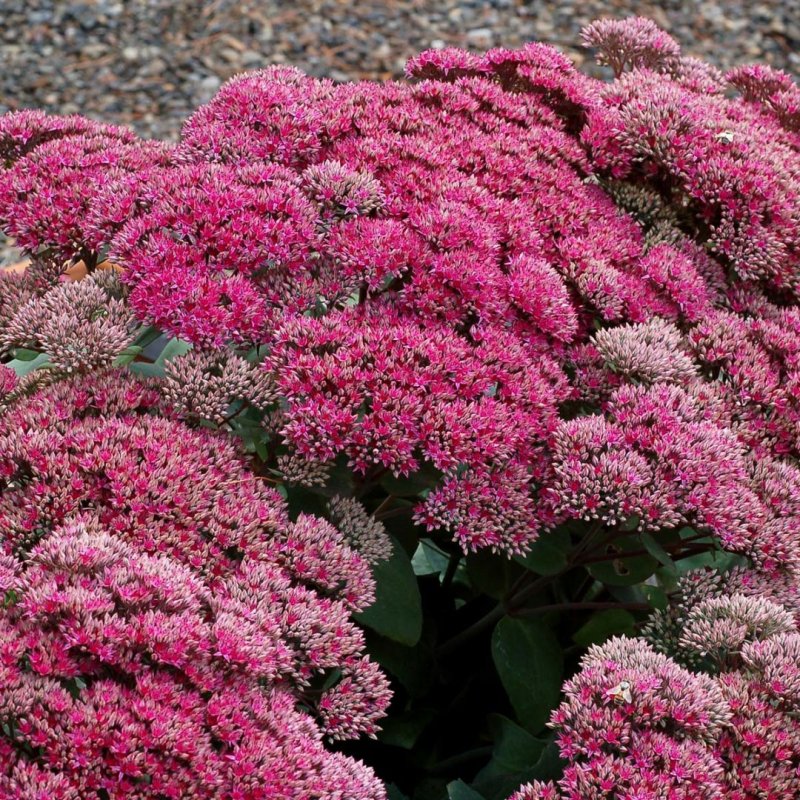 Sedum telephium Herbstfreude