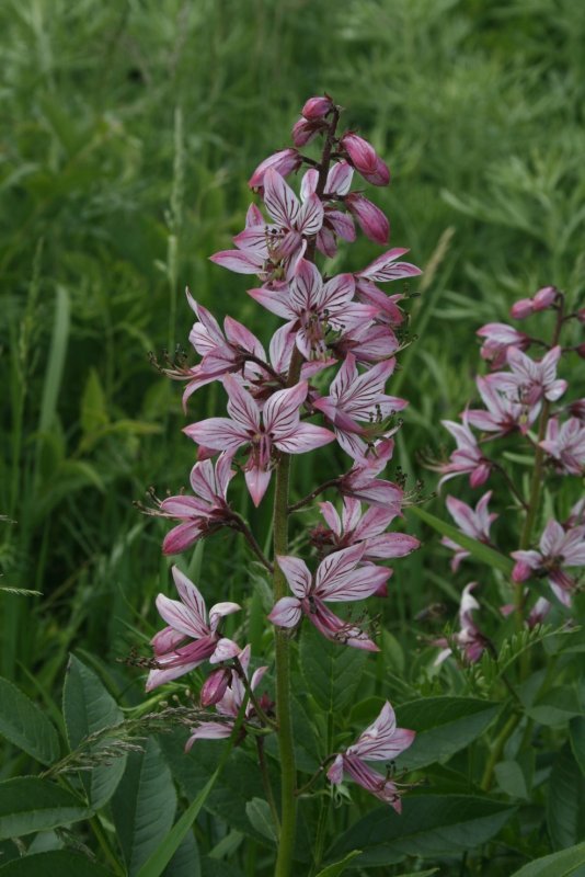 Ясенец мохнатоплодный Dictamnus dasycarpus