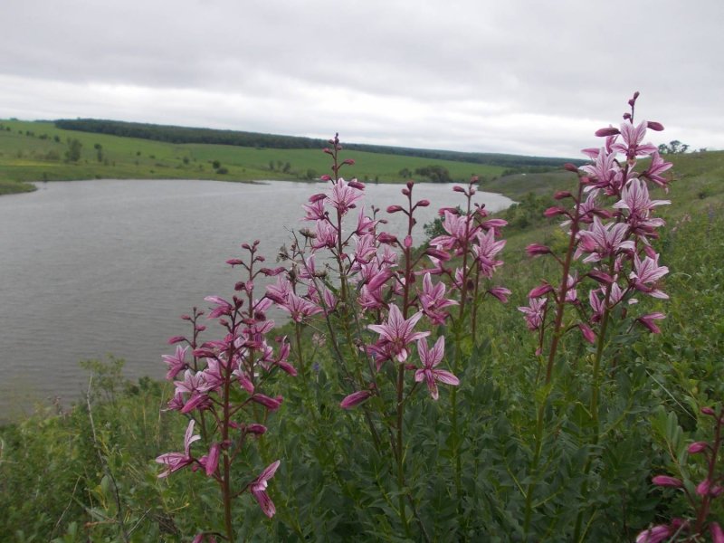 Ясенец Крымский