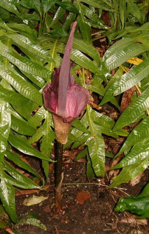 Amorphophallus Titanum цветок