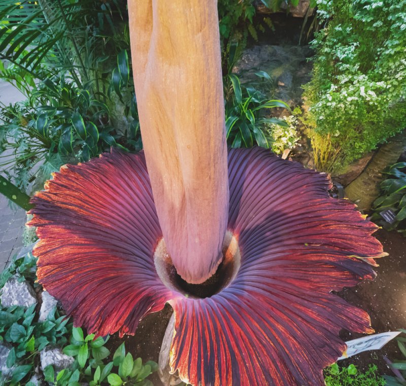 Amorphophallus Konjac цветок