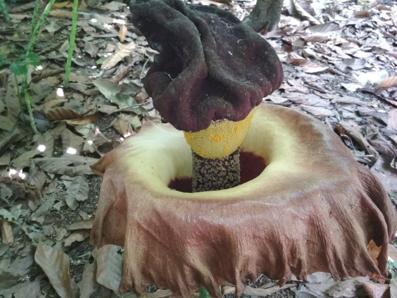 Amorphophallus Titanum
