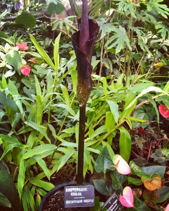 Аморфофаллус коньяк Amorphophallus Konjac
