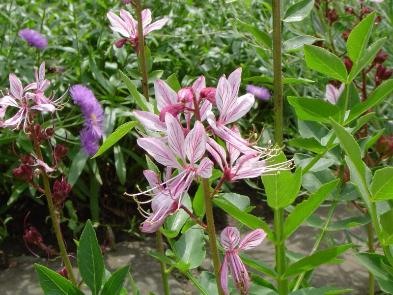 Dictamnus Albus