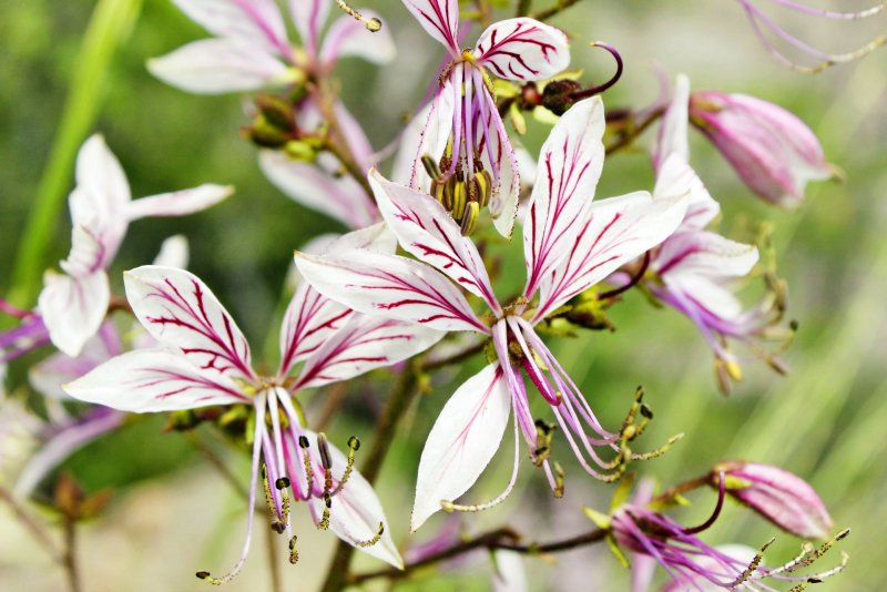 Ясенец белый purpureus