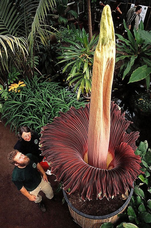 Amorphophallus Konjac цветок