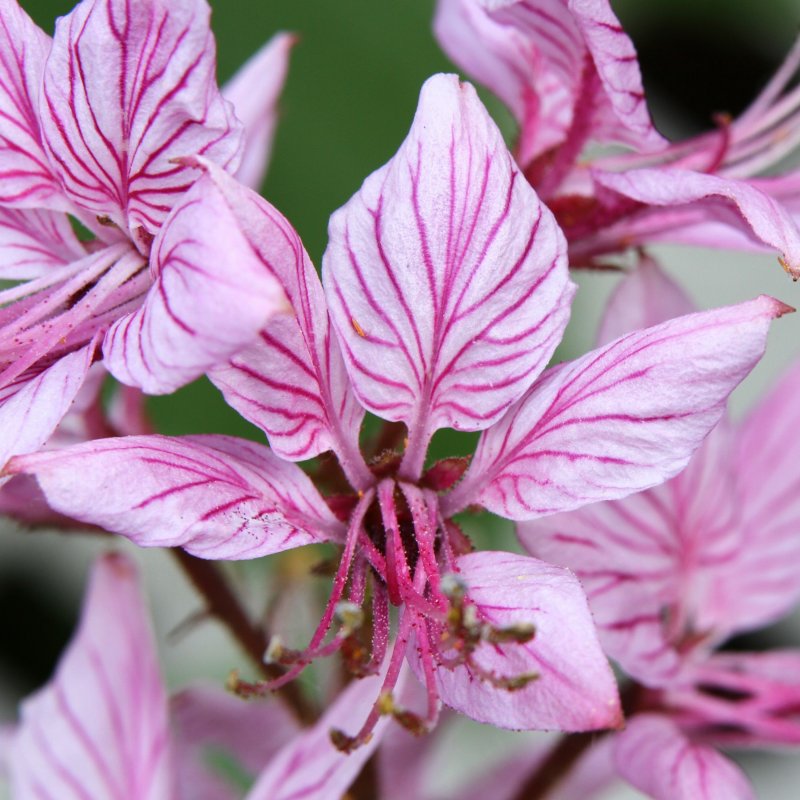 Dictamnus Albus var. Purpureus
