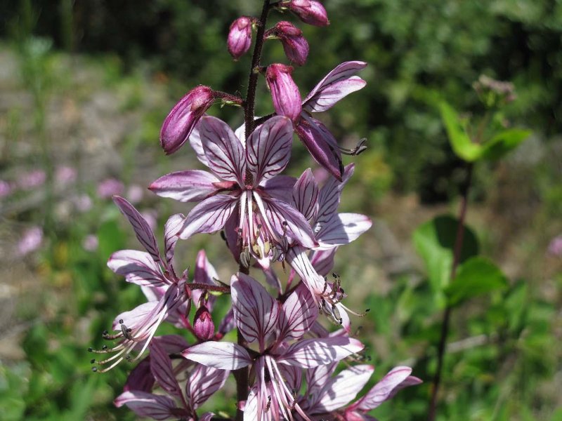 Dictamnus Albus