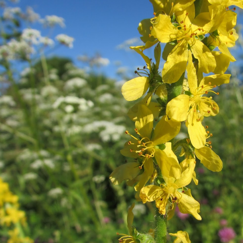 Репешок обыкновенный (Agrimonia Eupatoria)