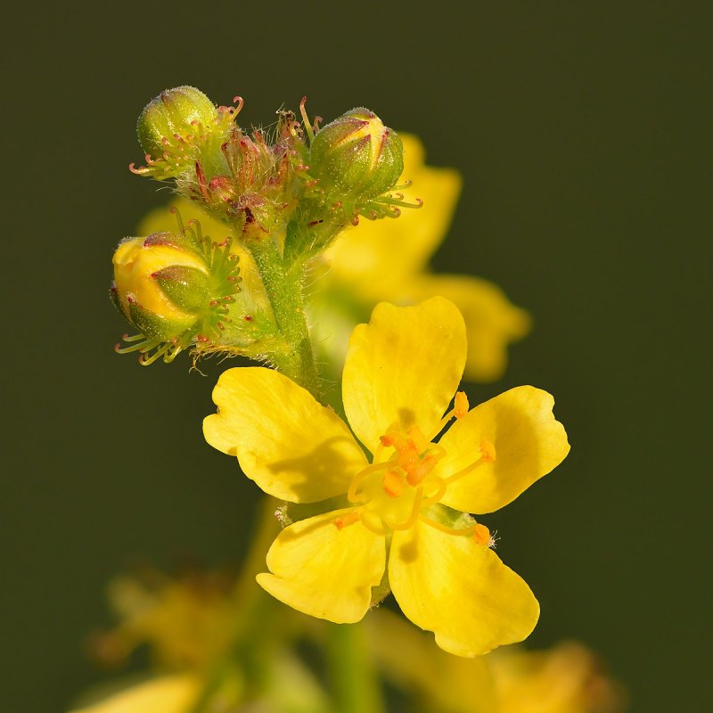 Agrimonia pilosa
