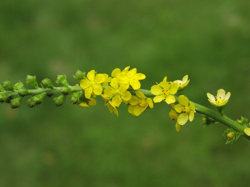 Agrimony растение