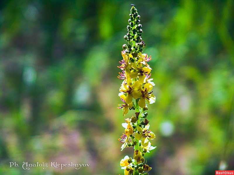 Agrimonia Eupatoria Leaf extract