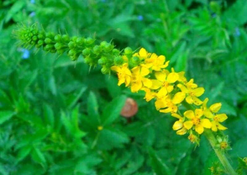 Коровяк черный (Verbascum nigrum)
