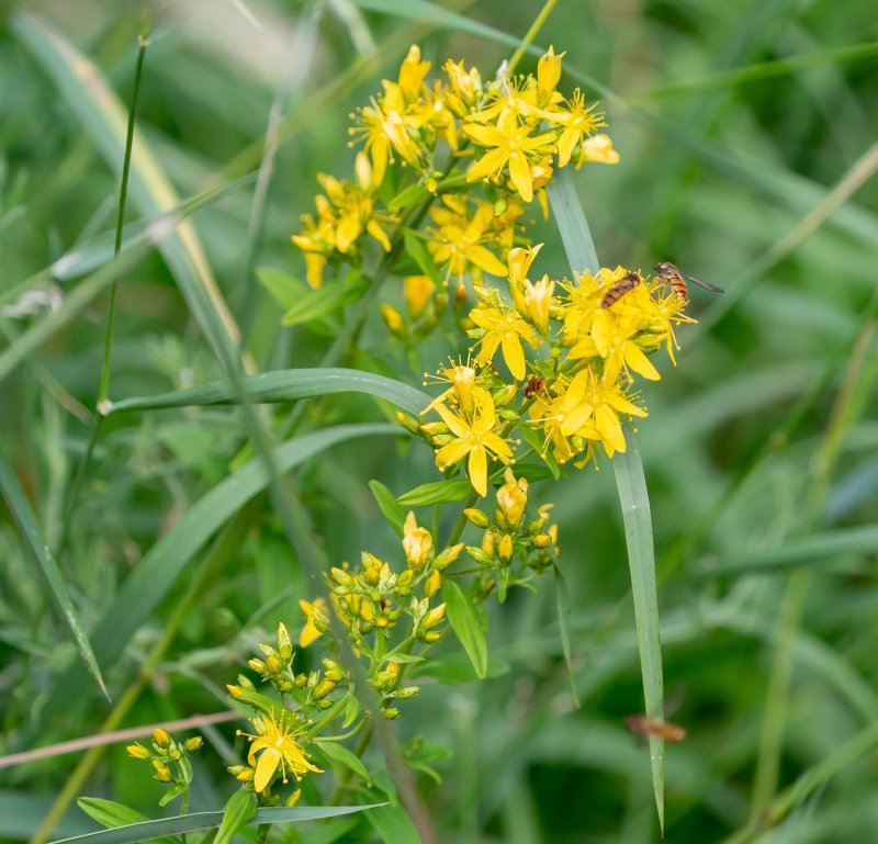 Agrimonia pilosa растение