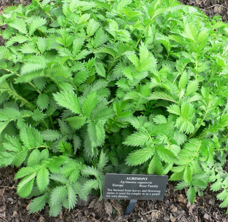 Agrimonia pilosa растение