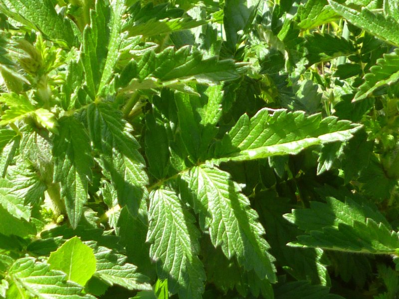 Agrimonia Eupatoria листья