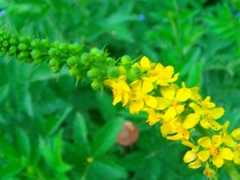 Agrimonia procera плод