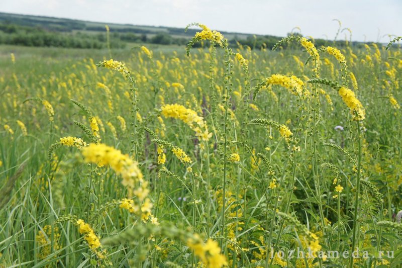 Репешок обыкновенный - Agrimónia Eupatória