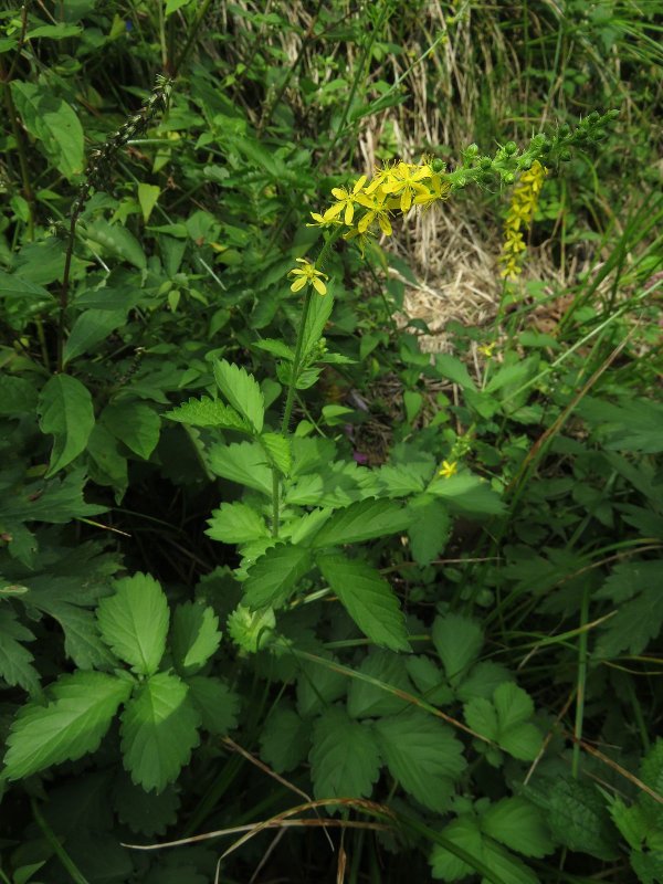 Репешок обыкновенный (Agrimonia Eupatoria l.)
