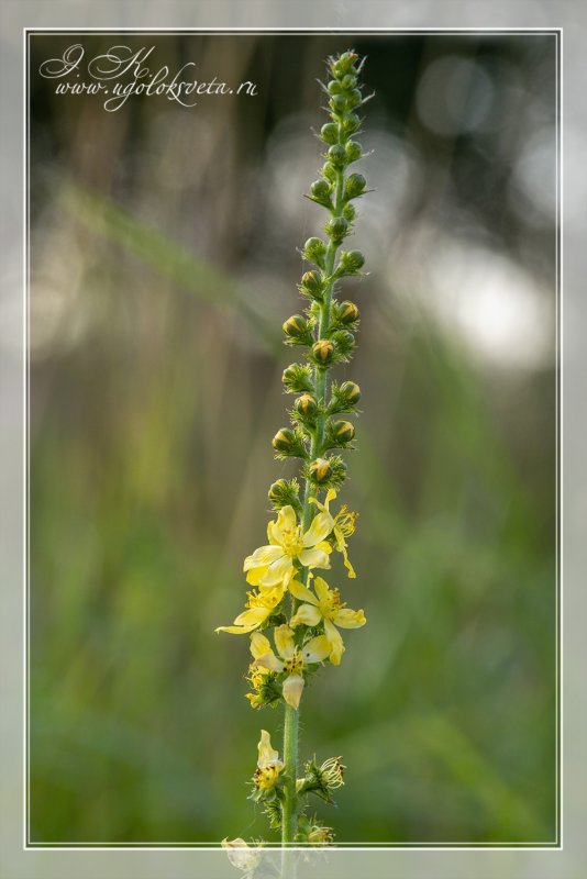 Agrimonia pilosa растение