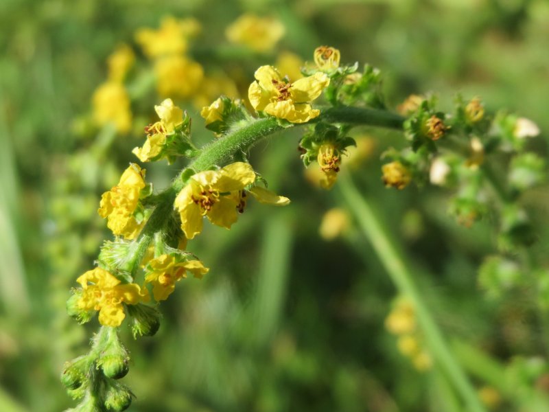 Agrimonia pilosa