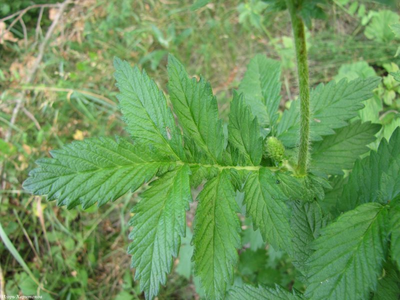 Репешок обыкновенный (Agrimonia Eupatoria l.)