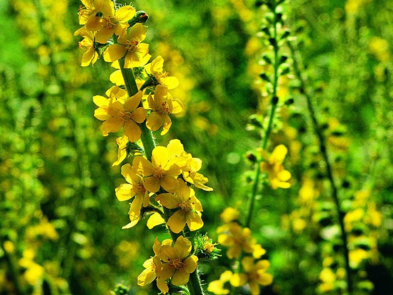 Agrimonia Eupatoria Leaf extract