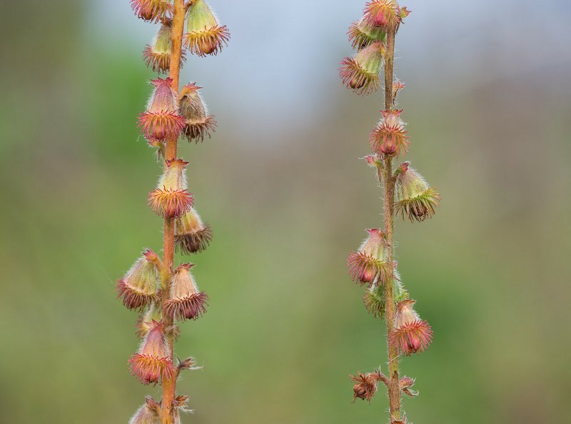 Agrimonia pilosa растение