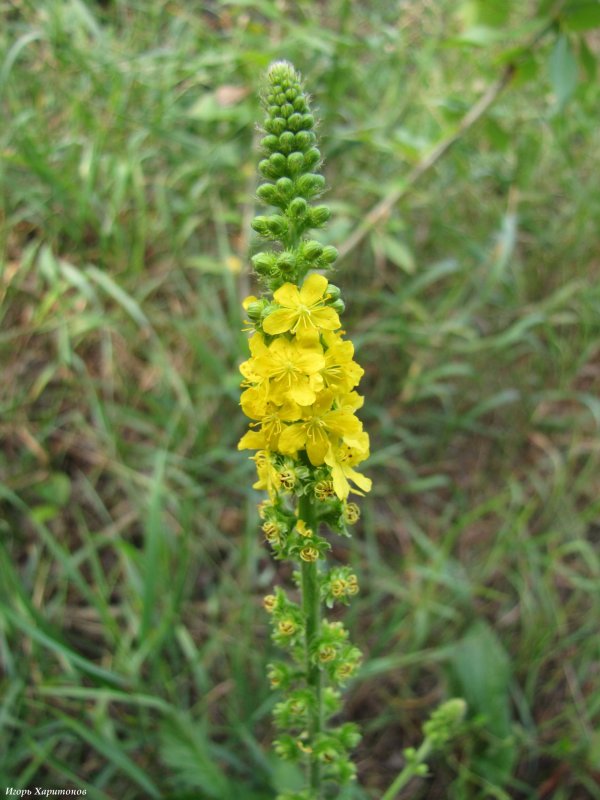 Agrimonia pilosa