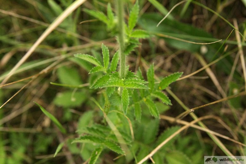 Agrimonia parviflora