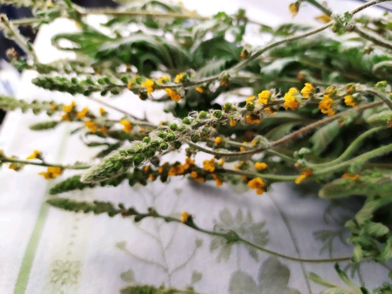 Репешок Agrimony