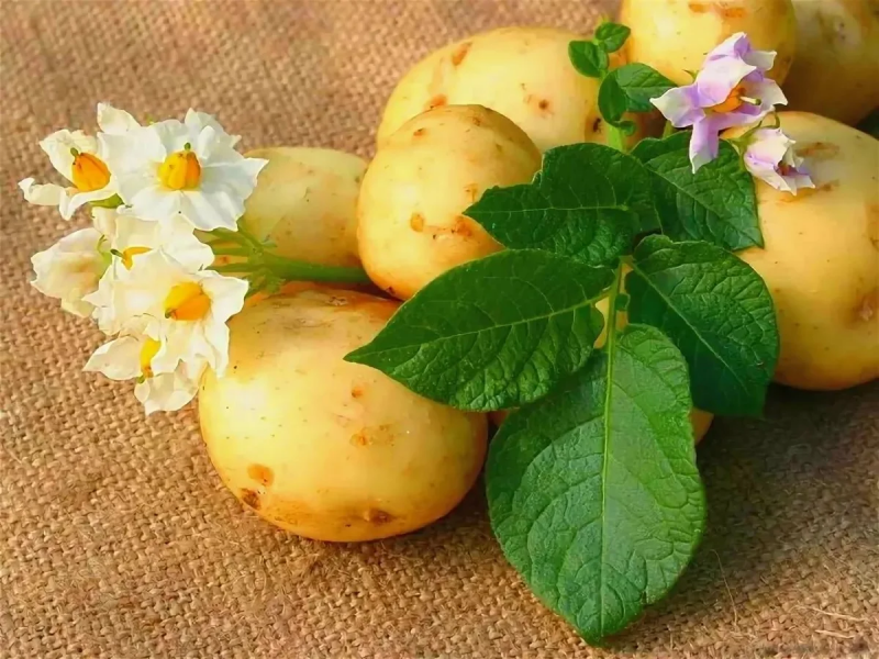 Красивый картофель