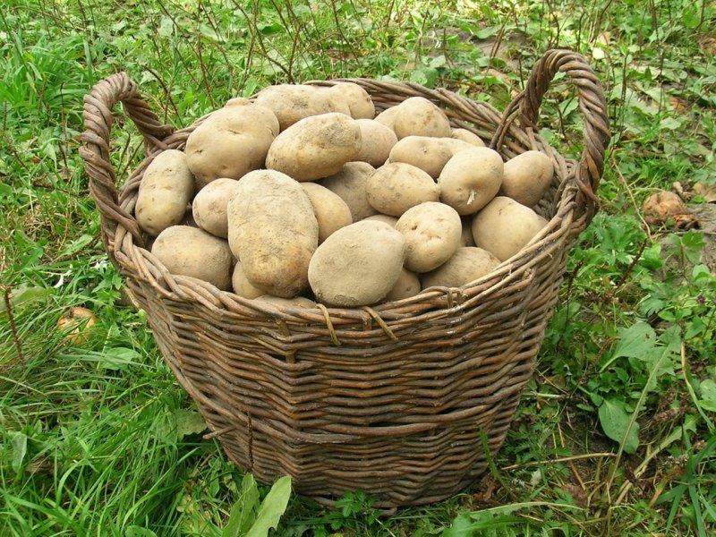 Картофель Елизавета