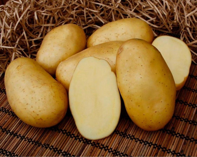 Сорт картофеля Фелокс