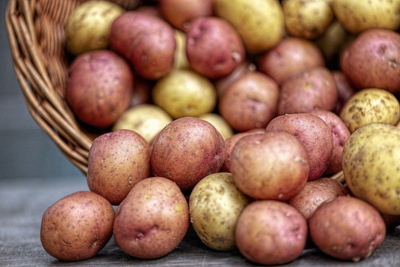 Сорт Гретта картофель